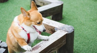 Psi plac zabaw powstanie w Piotrkowie