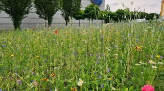 Kolejna kwietna łąka w Piotrkowie