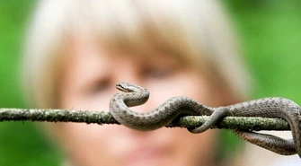 Gniewosz plamisty - nadal skrajnie zagrożony i niedostatecznie chroniony