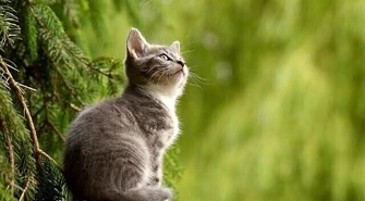 Jaki żwirek dla kota? Sklep zoologiczny podpowiada