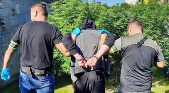 8 krzewów marihuany w centrum miasta