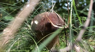 Mieszkańcy regionu zbierają grzyby!