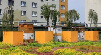 Focusowe pszczółki dają radę