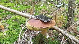 Wybieracie się na grzyby? O tym musicie pamiętać