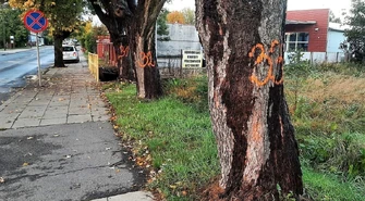 Co z drzewami na Wolborskiej i Rakowskiej?