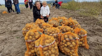 Wykopali ponad tonę ziemniaków