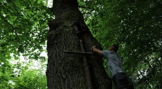Pomniki przyrody w gminie Wola Krzysztoporska