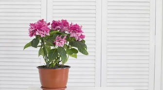 Żaluzje bambusowe a wilgoć - czy będzie to trwałe rozwiązanie do łazienki?