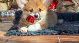 Pies i kot NIE na prezent