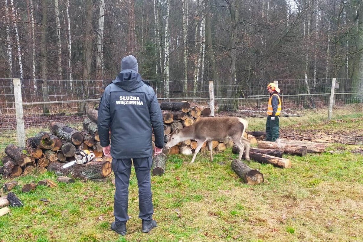 Skazani pracowali w Leśnej Osadzie