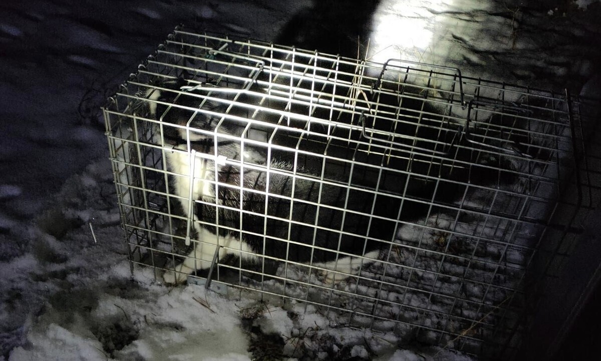 Porzucił kota w lesie na pewną śmierć. Pomogli dobrzy ludzie