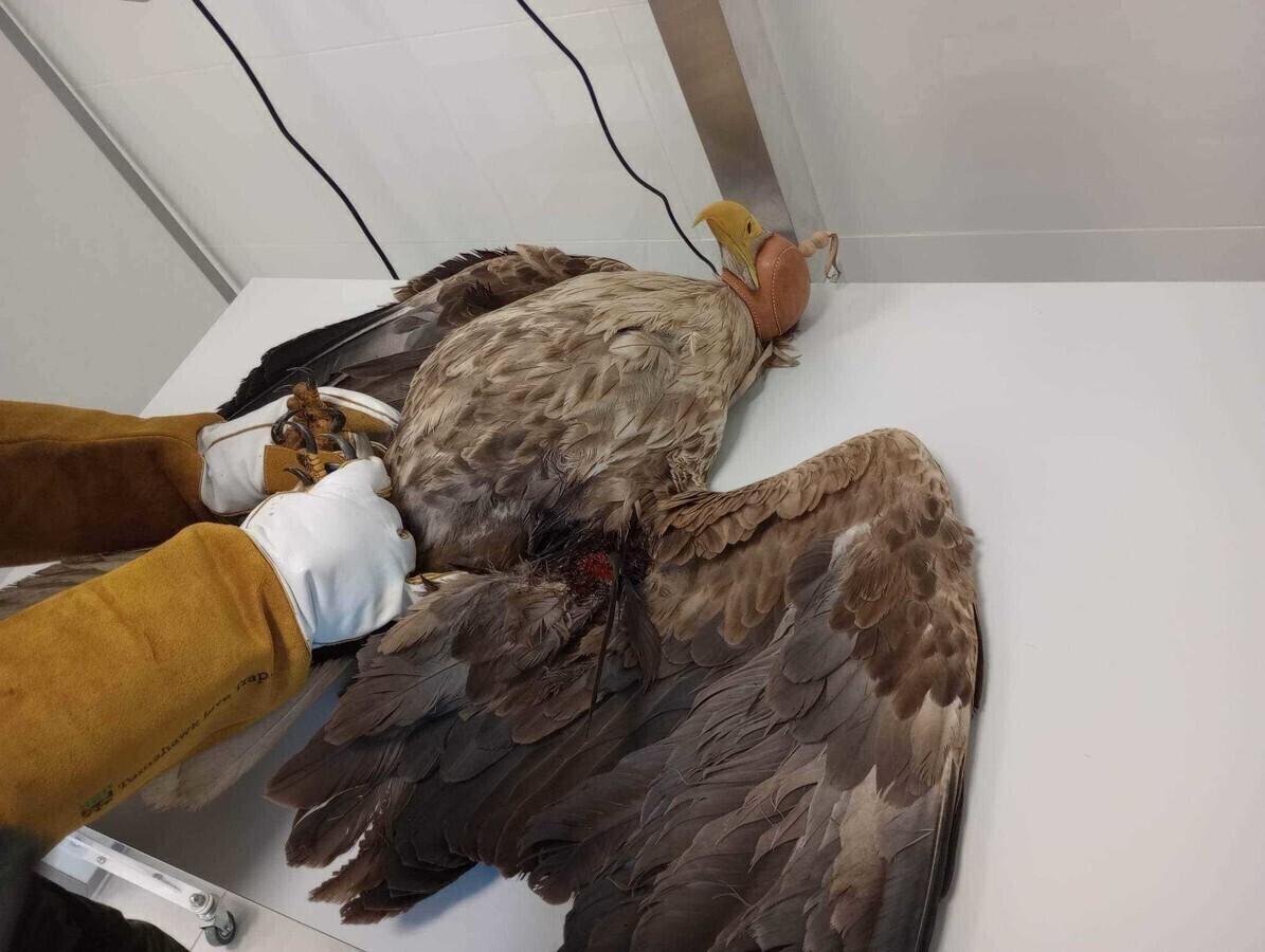 Ranny bielik w Leśnym Ośrodku Rehabilitacji Zwierząt Nadleśnictwa Piotrków