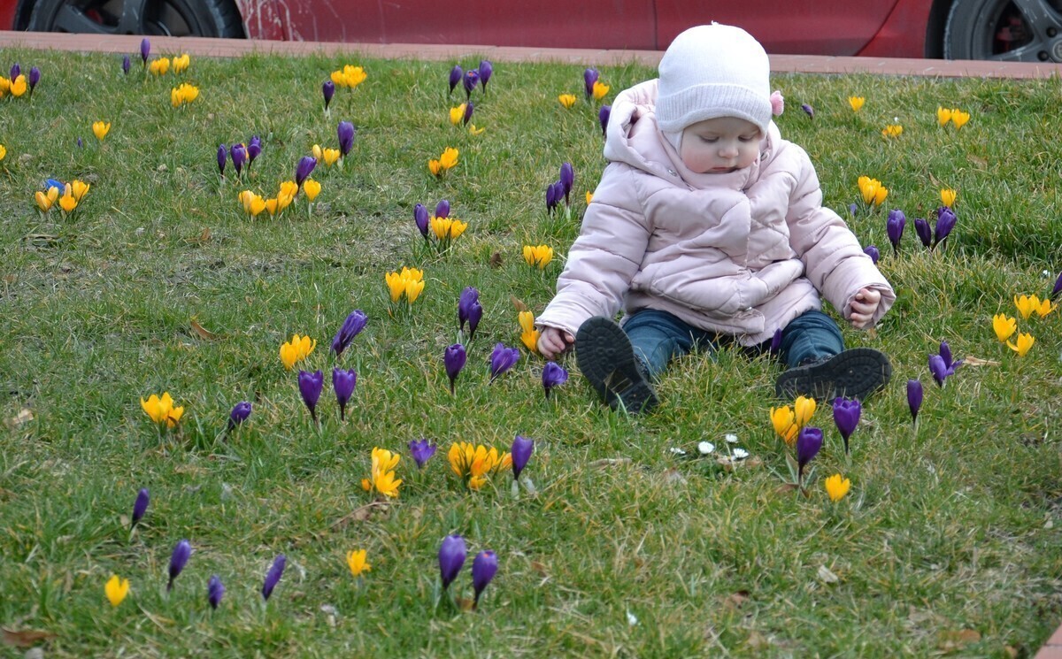 W Piotrkowie zakwitły krokusy. Idzie wiosna