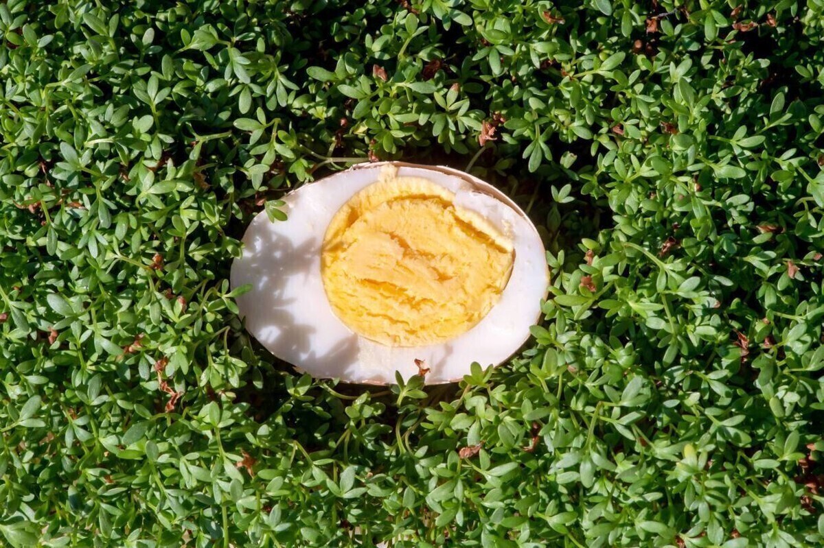 Żółtko jajka bardziej wartościowe od białka