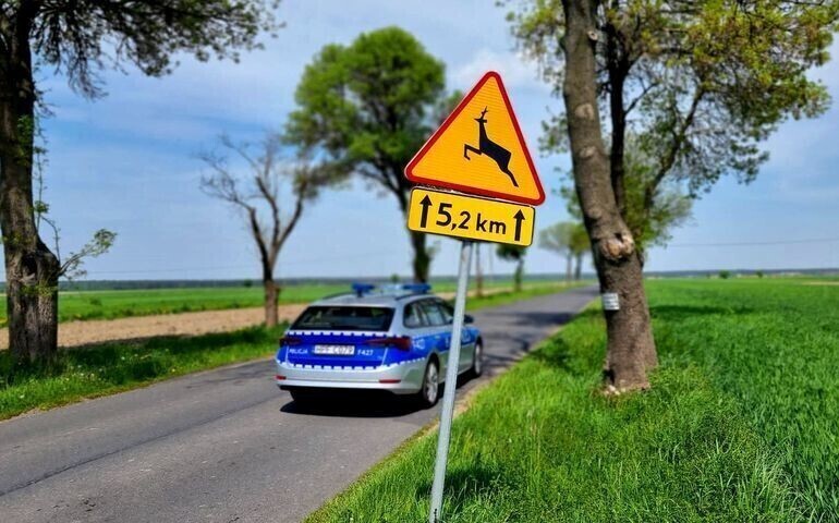 Kierowcy uważajcie na dzikie zwierzęta