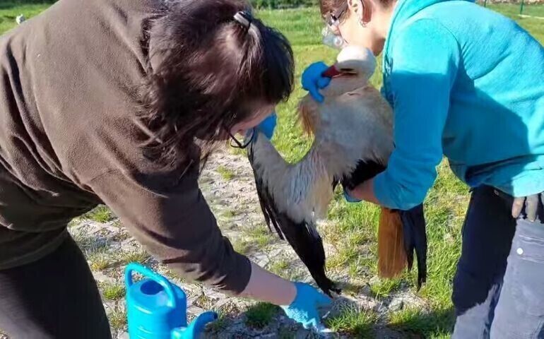 Bocian w marynacie trafił do osady w Kole