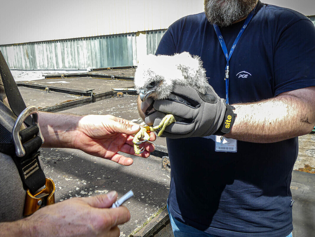 Samiczki sokoła wędrownego z Elektrowni Bełchatów zostały zaobrączkowane