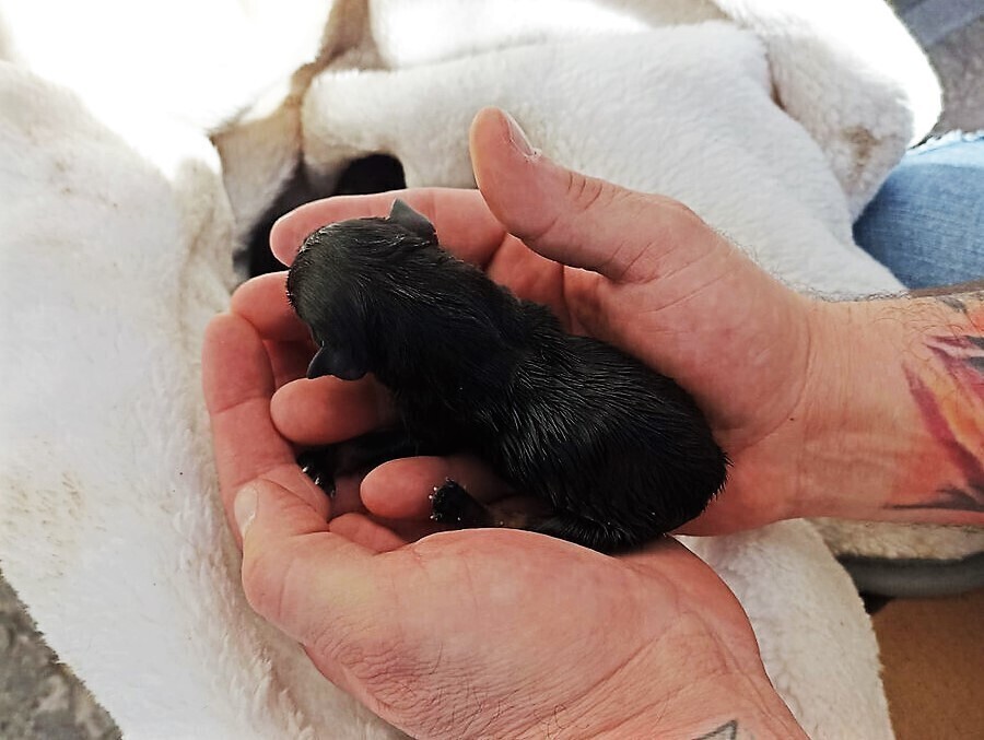 50-latka porzuciła szczenięta nad Strawą