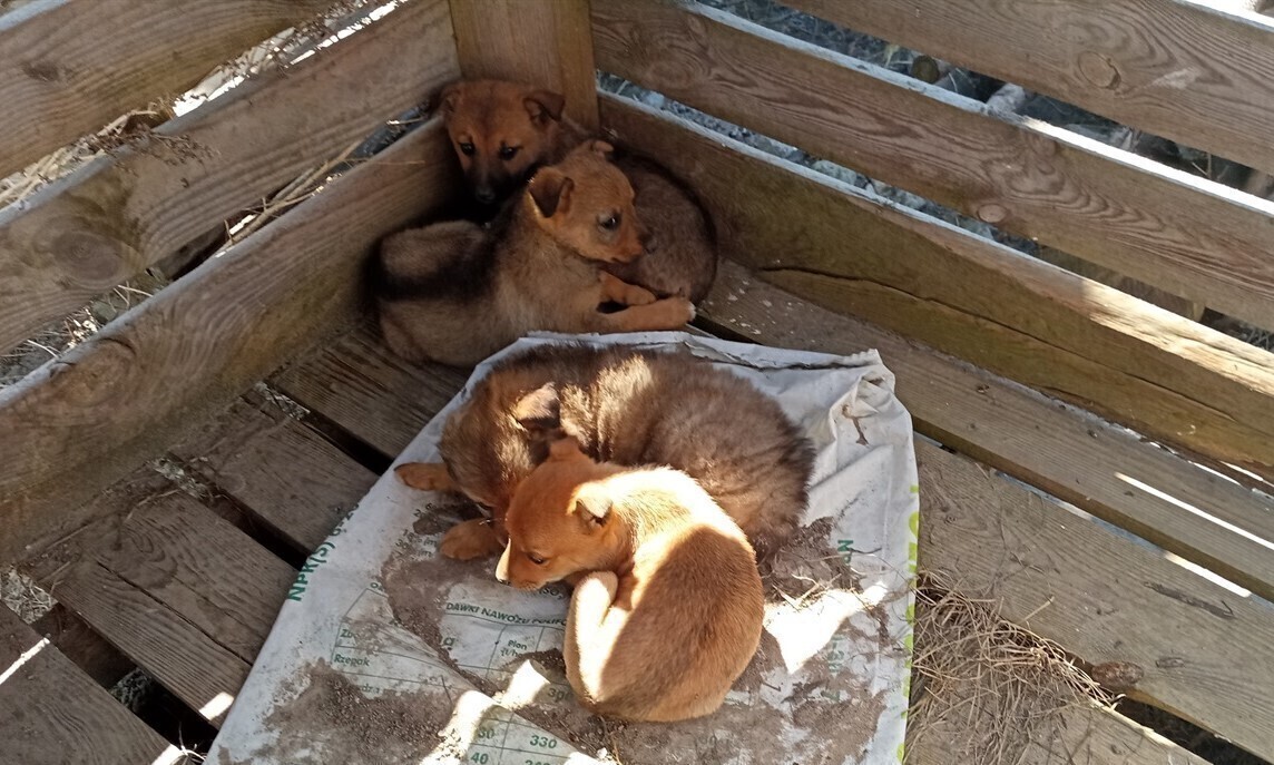 Szczenięta porzucone w lesie