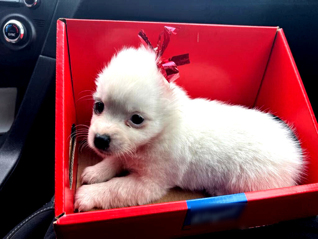 Groził swojej byłej i znęcał się nad szczenięciem