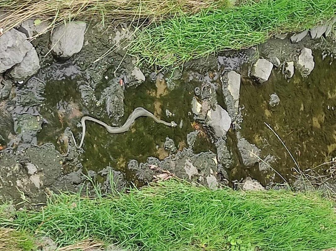 Wąż w Strawie