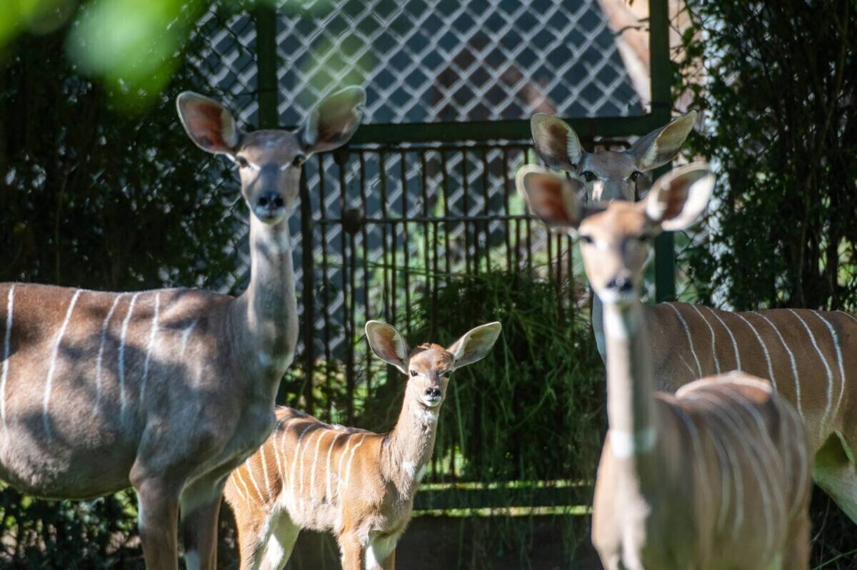 W łódzkim zoo żyje jedyne w kraju stado kudu małych