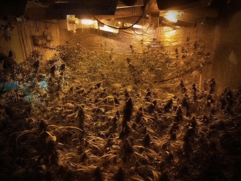 Zlikwidowali ogromną plantację