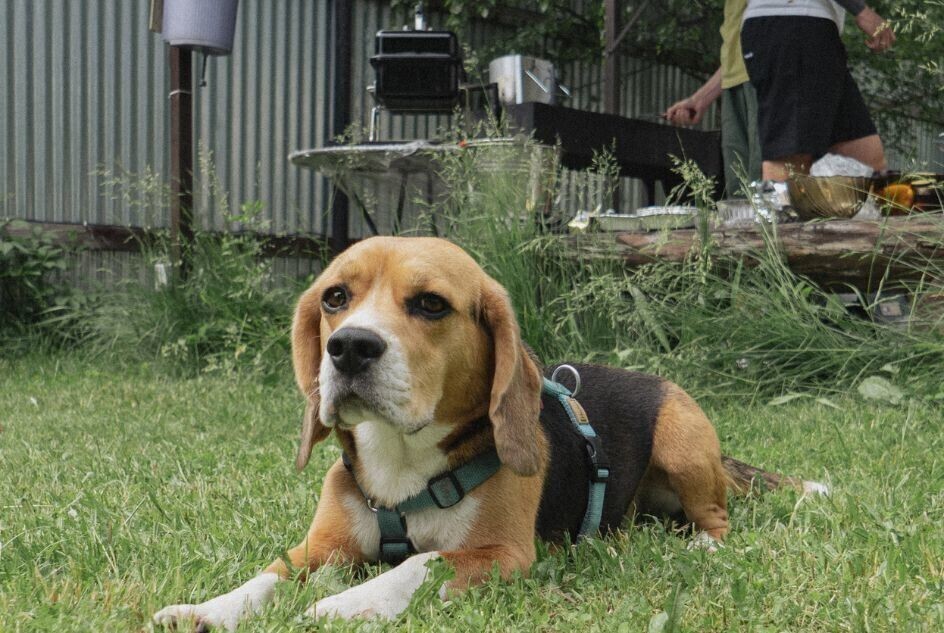 Czy warto inwestować w specjalistyczne szelki dla psów guard z systemem antyuciskowym