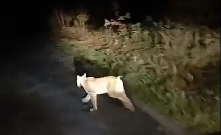 Nietypowy gość w Nadleśnictwie Piotrków