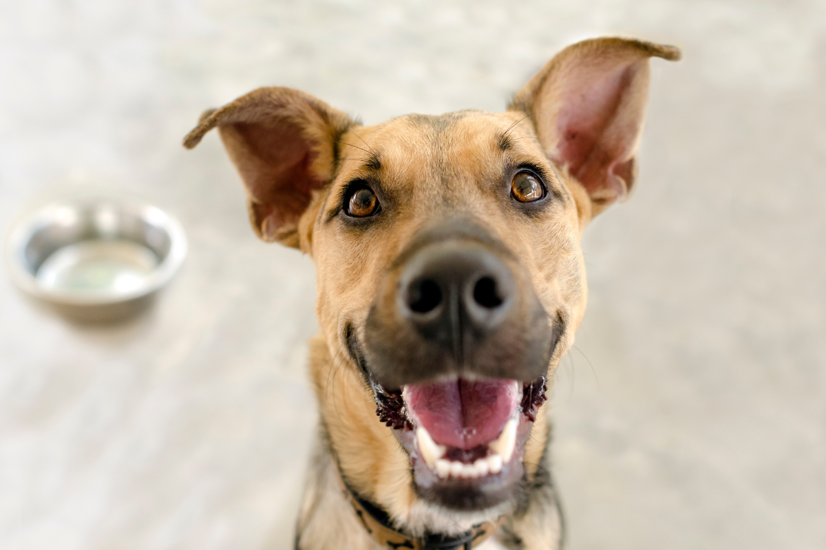 Które rasy psów żyją najdłużej