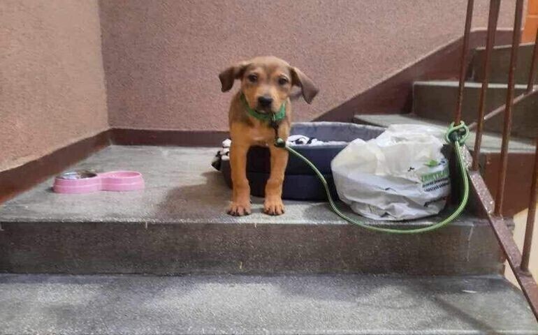 Pies z wyprawką przywiązany na klatce schodowej. Czy to nieudany prezent