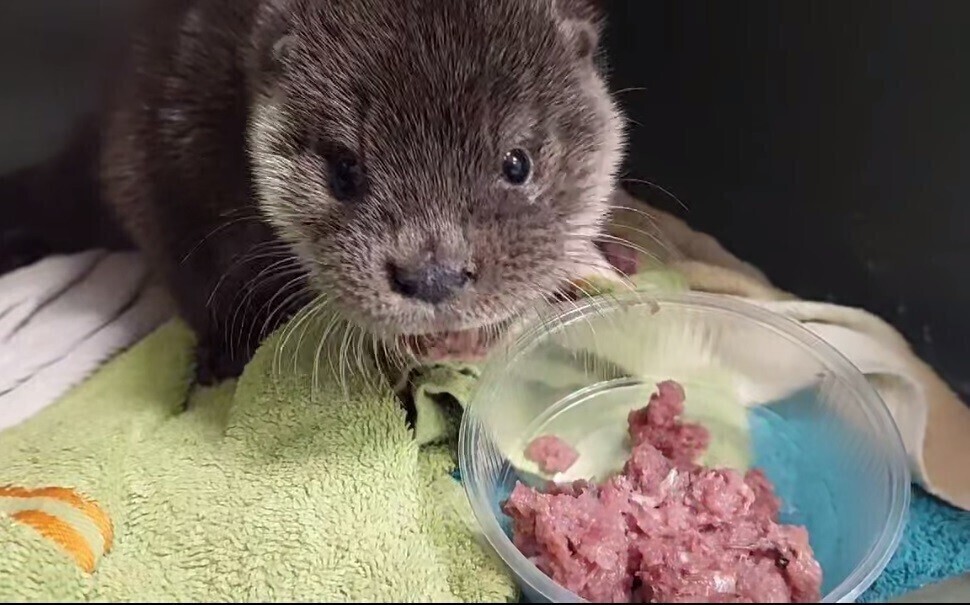 Młoda wydra poturbowana przez psa wraca do zdrowia
