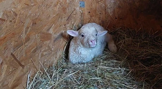 W Osadzie Leśnej urodził się baranek.  Zaproponuj dla niego imię!