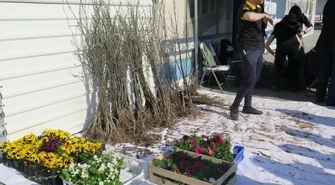 Przeczytaj książkę, a dostaniesz drzewko