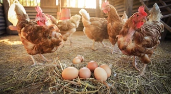 Budowa kurnika – jak go zbudować i wyposażyć?