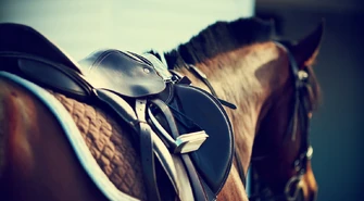 Wszystko co musisz wiedzieć o żywieniu koni