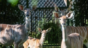 W łódzkim zoo żyje jedyne w kraju stado kudu małych