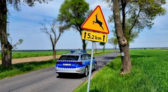 Zderzenie BMW z sarną