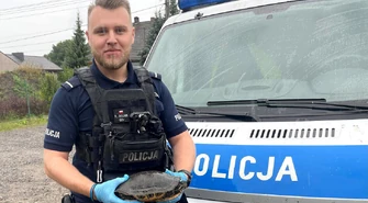 Egzotyczny zwierzak na placu zabaw