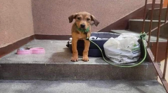 Pies z wyprawką przywiązany na klatce schodowej. Czy to nieudany prezent?