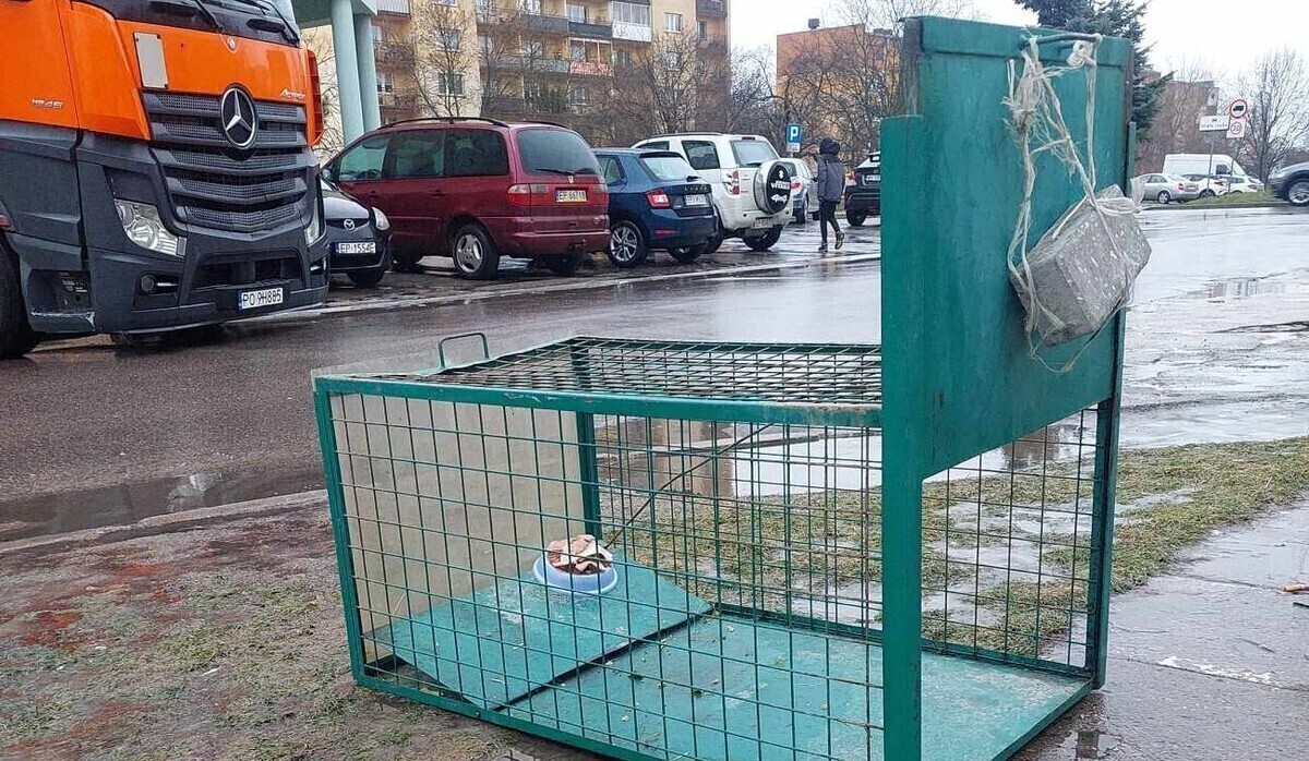 Klatka przy Matejki. Schronisko apeluje