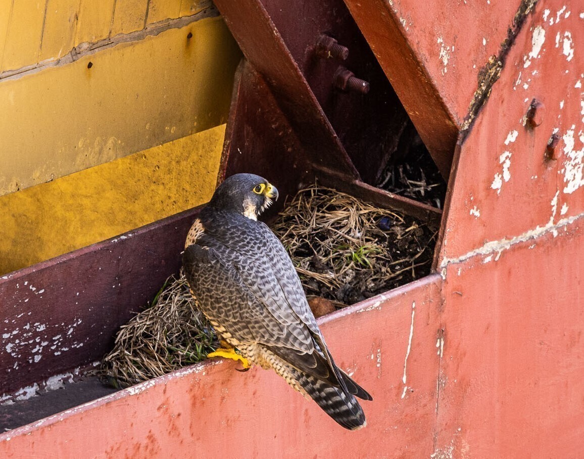 W oczekiwaniu na pisklęta sokołów wędrownych z Elektrowni Bełchatów