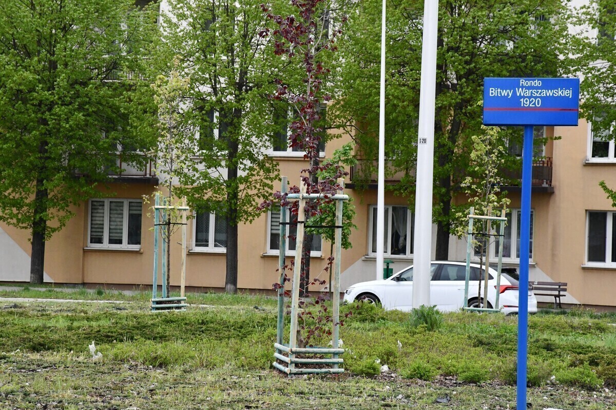 Oczyszczające drzewa na rondzie Bitwy Warszawskiej 1920