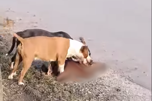 Makabryczne zdarzenie z udziałem agresywnych psów