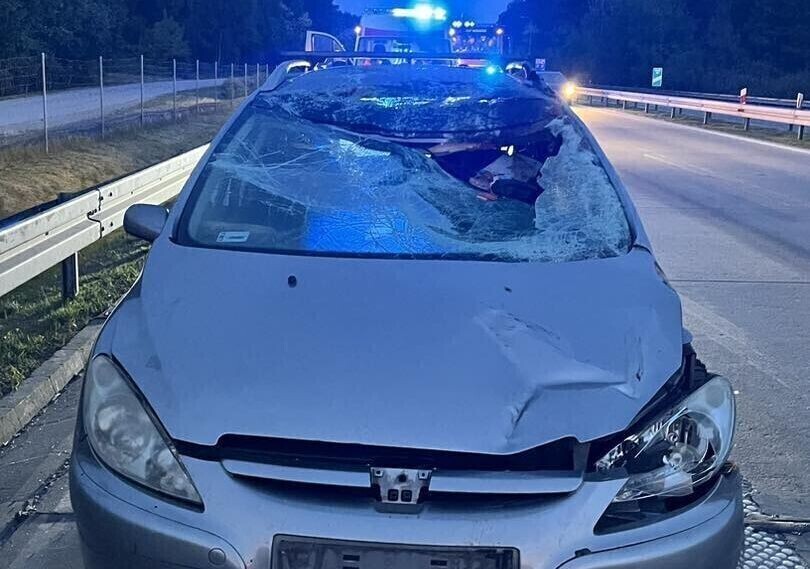 Zderzenie z łosiem na S8