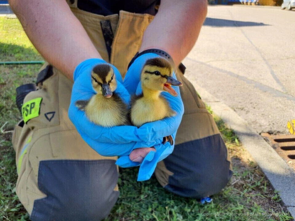 Strażacy pospieszyli na pomoc... kaczuszkom