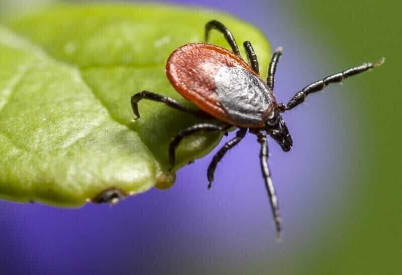 Zalecenia ekspertów samorządy w walce z kleszczowym zapaleniem mózgu