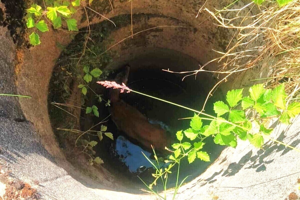 Strażacy wyswobodzili koziołka ze śmiertelnej pułapki