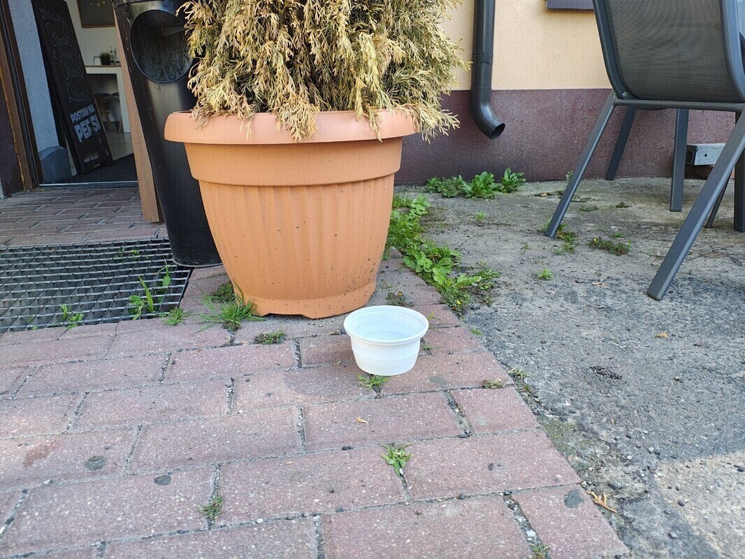 Wystaw miskę z wodą dla psa czy kota