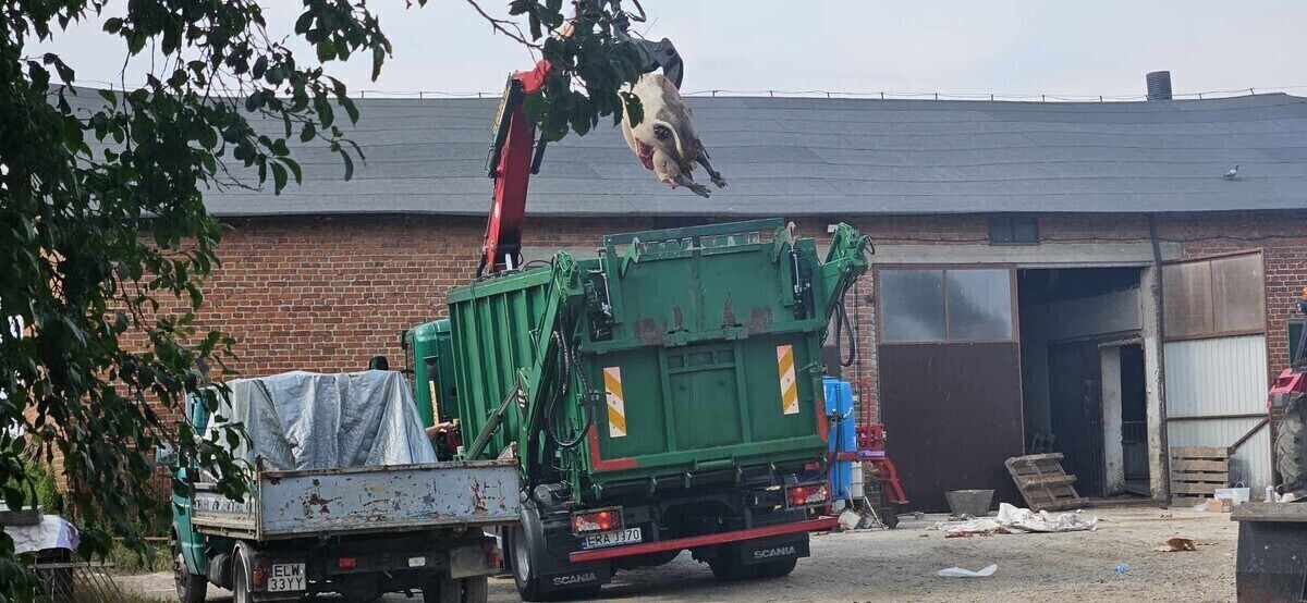 Zagłodzone świnie w gminie Czarnocin UWAGA DRASTYCZNE ZDJĘCIA